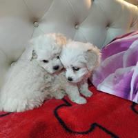 Cuccioli di maltese mini toy