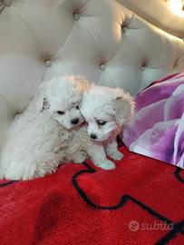 Cuccioli di maltese mini toy