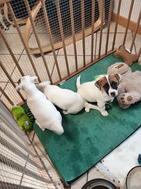 Jack Russell maschio pedigree