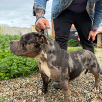 American bully poket