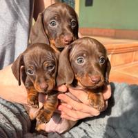 Bassotto tedesco nano e kaninchen