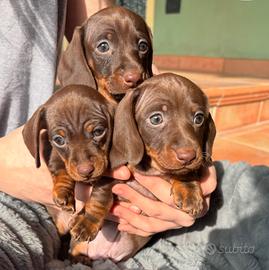 Bassotto tedesco nano e kaninchen