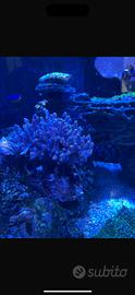 Pesci acquario marino e coralli