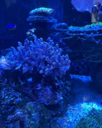 Pesci acquario marino e coralli
