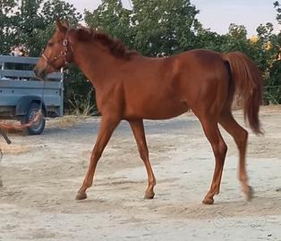 Cavalla Puledra Quarab