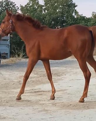 Cavalla Puledra Quarab