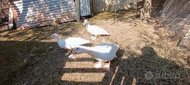 Gruppo riproduttore anatre mute