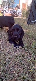 Cocker cucciolo 
