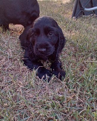 Cocker cucciolo 