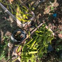 Piante frutto del drago