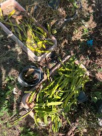 Piante frutto del drago