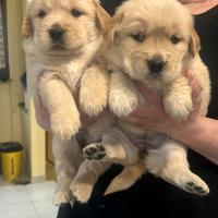 Cuccioli golden retriver