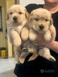 Cuccioli golden retriver