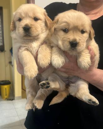 Cuccioli golden retriver