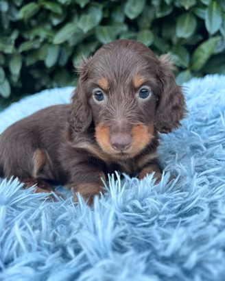 Dolcissima Cucciola di Bassotto a Pelo Lungo