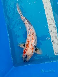 Carpa koi