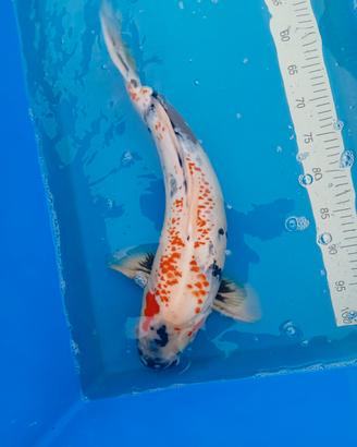 Carpa koi