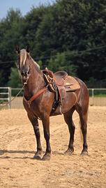Cavallo