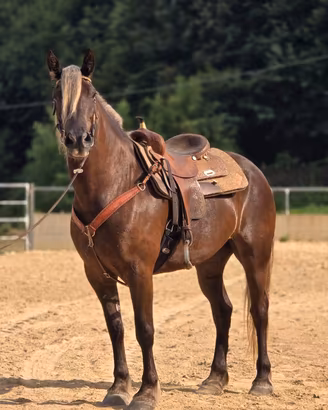 Cavallo