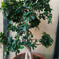 prebonsai si cede
