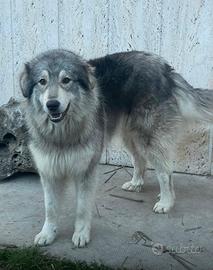 Cucciolone pastore mix maremmano/caucaso