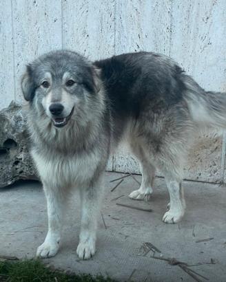 Cucciolone pastore mix maremmano/caucaso