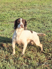 Springer spaniel maschio
