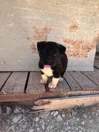 Akita americano cucciolo