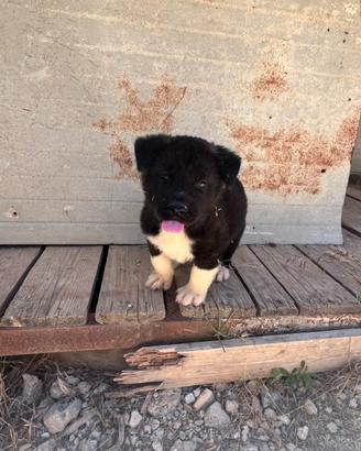 Akita americano cucciolo