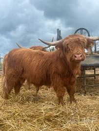 Toro highland