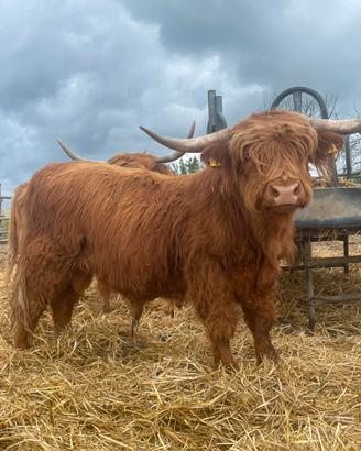 Toro highland