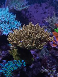 Talee Acropora