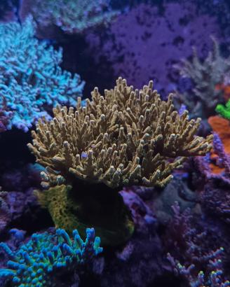 Talee Acropora