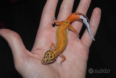Geco leopardino