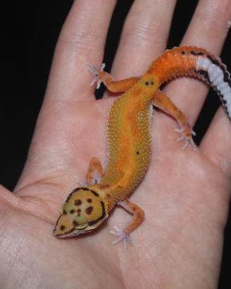 Geco leopardino