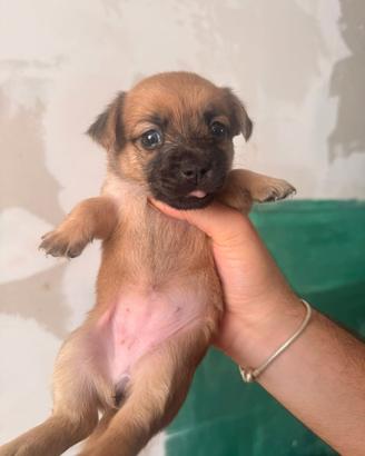 Cuccioli di piccola taglia di un mese e mezzo