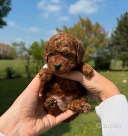 Barboncini mini toy