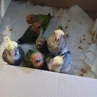 Pappagalli allevati a mano