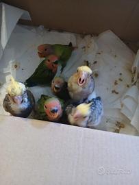 Pappagalli allevati a mano