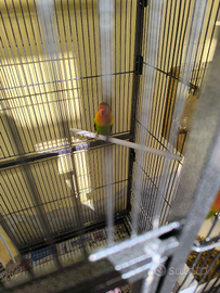 Inseparabili Fischer