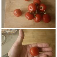 semi di pomodoro 