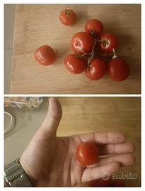 semi di pomodoro 