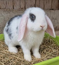 Conigli nani - Cucciola ariete nana minilop