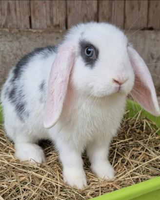 Conigli nani - Cucciola ariete nana minilop