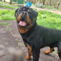 Rottweiler per monta alta genealogia