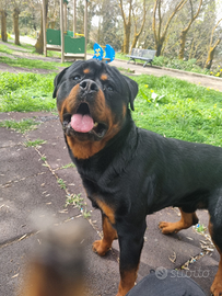 Rottweiler per monta alta genealogia