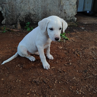 Cucciola simil labrador in adozione gratuita