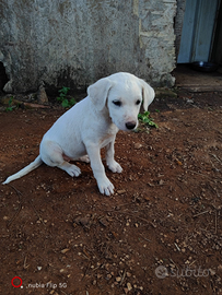 Cucciola simil labrador in adozione gratuita
