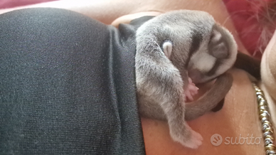 Cucciola Petauro dello Zucchero