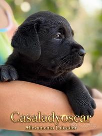 Ultima cucciola Labrador retriever